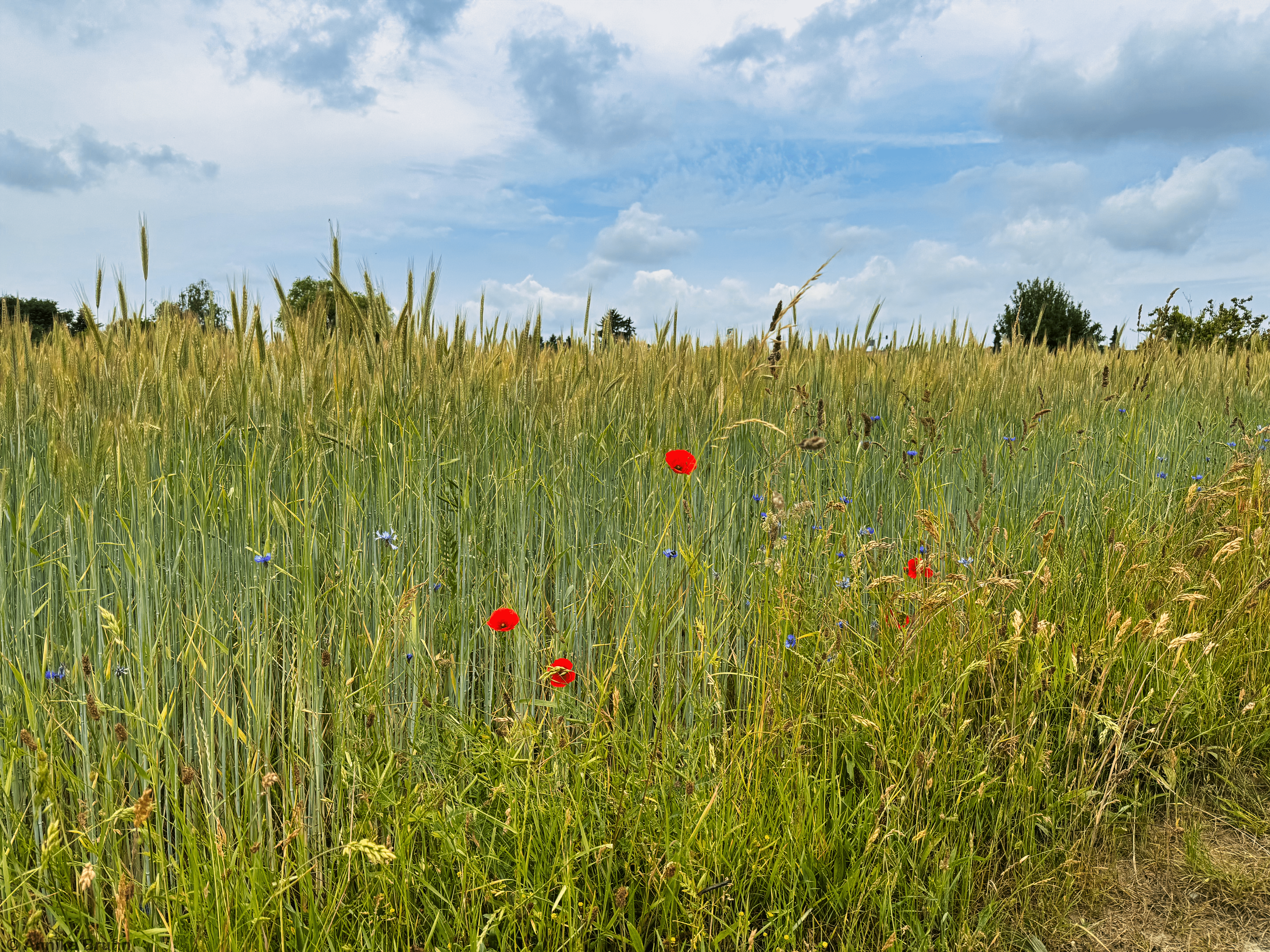 Mohnblumen am Feldrand